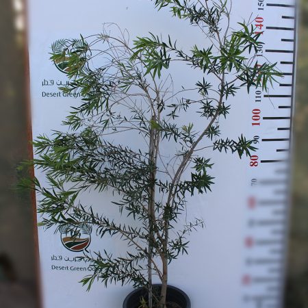 Callistemon viminalis