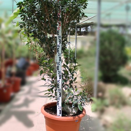 Ficus bonsai Fat & Strong Root
