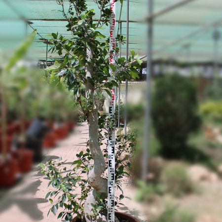 Ficus Big Shima root
