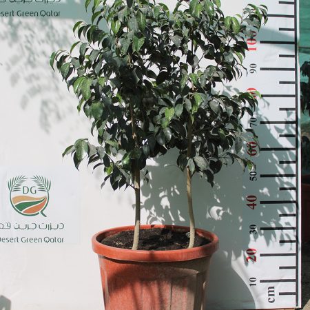 Ficus benjamina " Dwarf "(4pp)