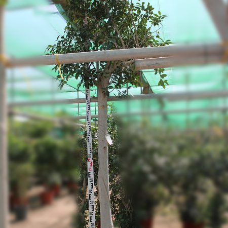 Ficus nitida (2.5-3.0m ht,2m CS, 100-110mm)