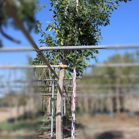 Ficus nitida (3.0-4.5m ht,2m CS, 100-110mm)