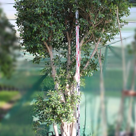 Ficus nitida 'Cone Shape'
