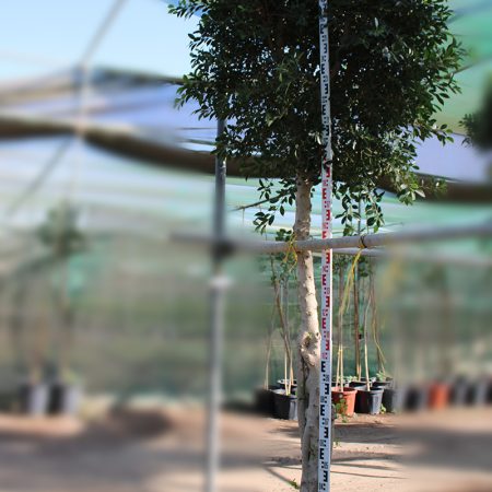 Ficus nitida 'Cone shape' (3.5 - 4.0m O.A. Ht, 60-70mm¸)