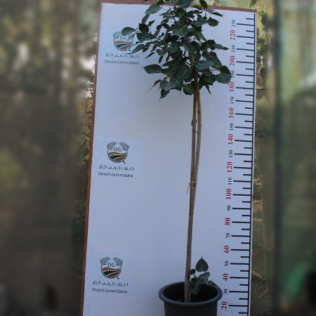 Ficus religiosa