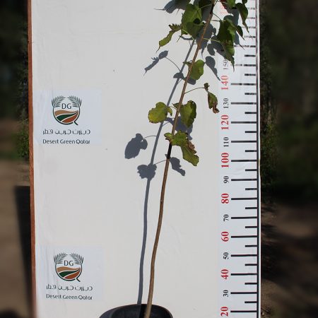 Ficus religiosa