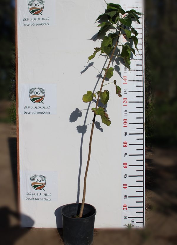 Planting Ruler (100 cm)