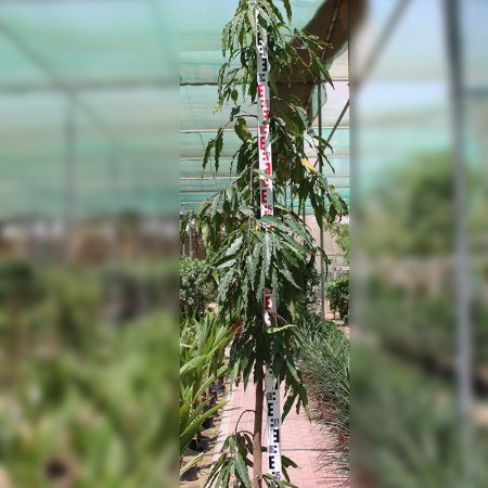 Polyalthia longifolia