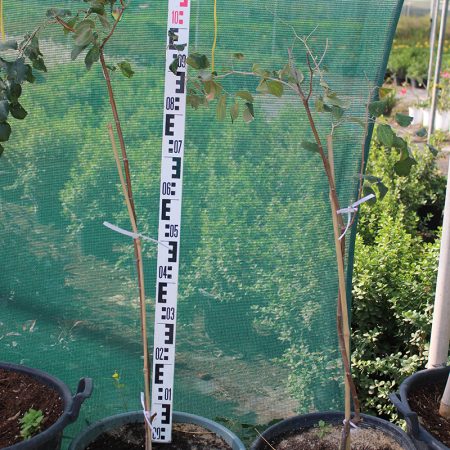 Ziziphus jujuba " Thailand "