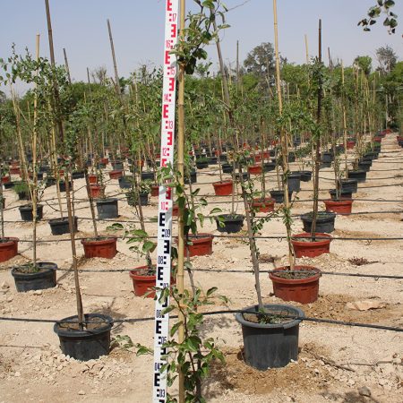 Ziziphus spina-christi