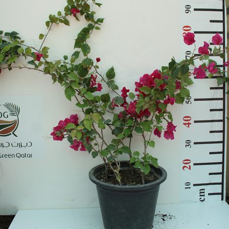 Bougainvillea Spectabilis"Red"