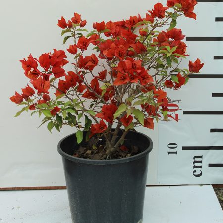 Bougainvillea Tomato Red"