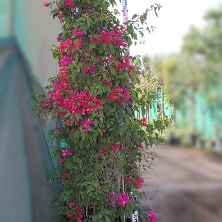 Bougainvillea Cone Shape 2m