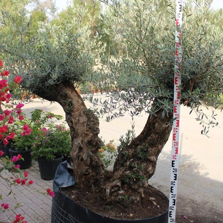 Olea Europaea Lechin Mediano