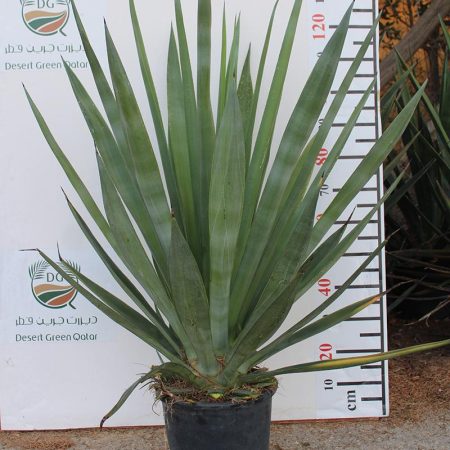 Agave sisalana