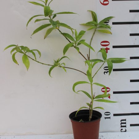 Allamanda catharitica