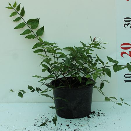 Jasminum Nitidum 40-50cm
