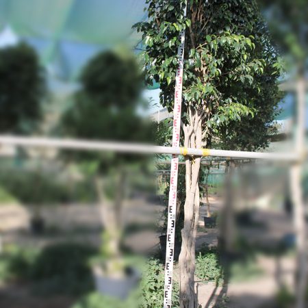 Ficus benjamina ' Dwrf'