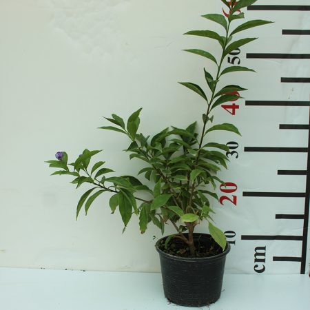 Brunfelsia latifolia