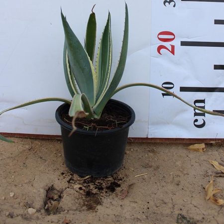 Agave 'varigata'