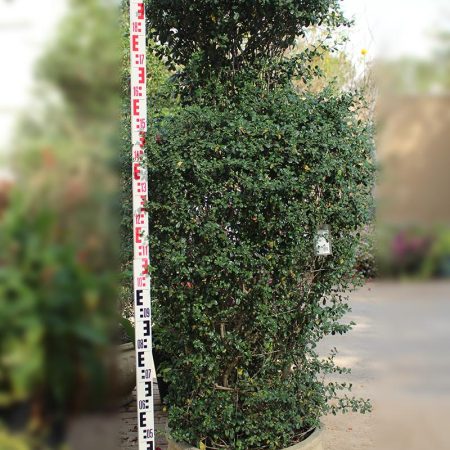 Ehretia Carmona Bottle Shape