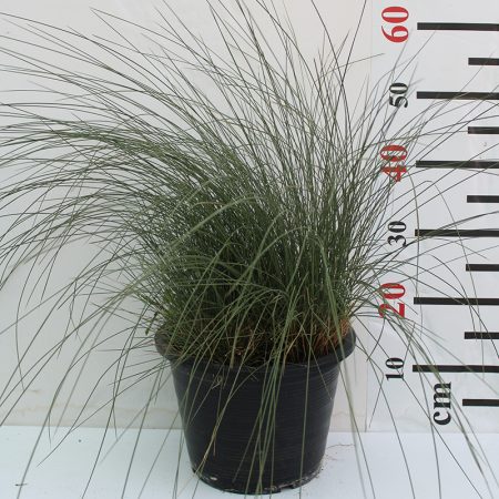 Muhlenbergia Cappilaris