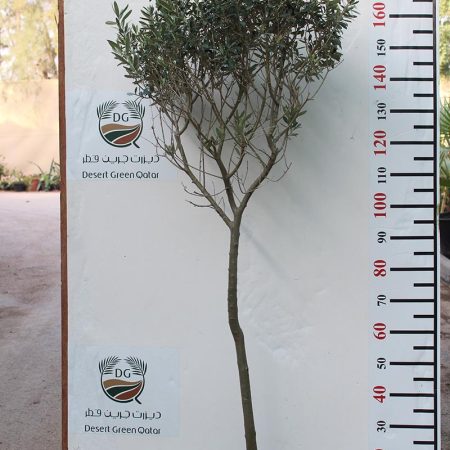 Olea europaea
