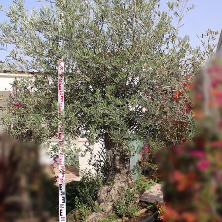 Olea Europaea PON PON tar 90L