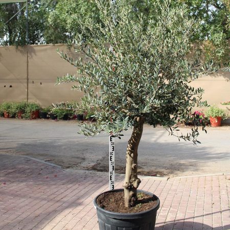 Olea Europea Florida