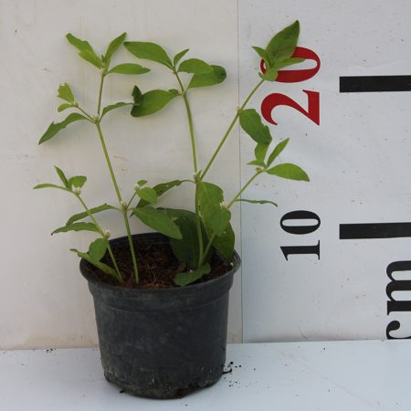 Alternanthera "Green"