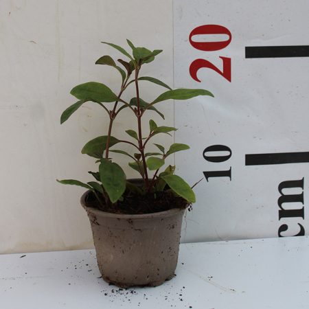 Alternanthera amoena (Red)