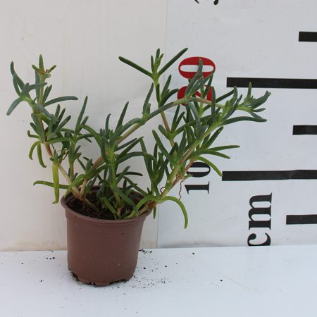 Lampranthus spectabilis