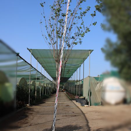 Lagerstroemia indica