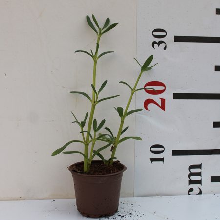 Sesuvium portulacastrum