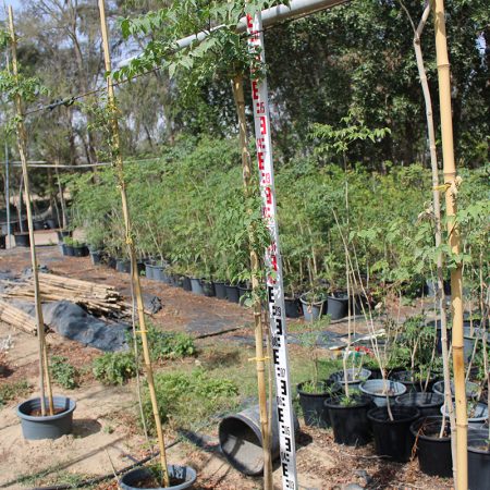 Millingtonia hortensis