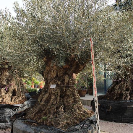 Olea Europaea Pompom PV Tronco