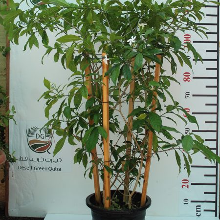 Tabernaemontana S.Flower