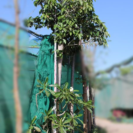 Ficus altissima 4.0-4.5m Ht, 2.5m CS, 10-11cm