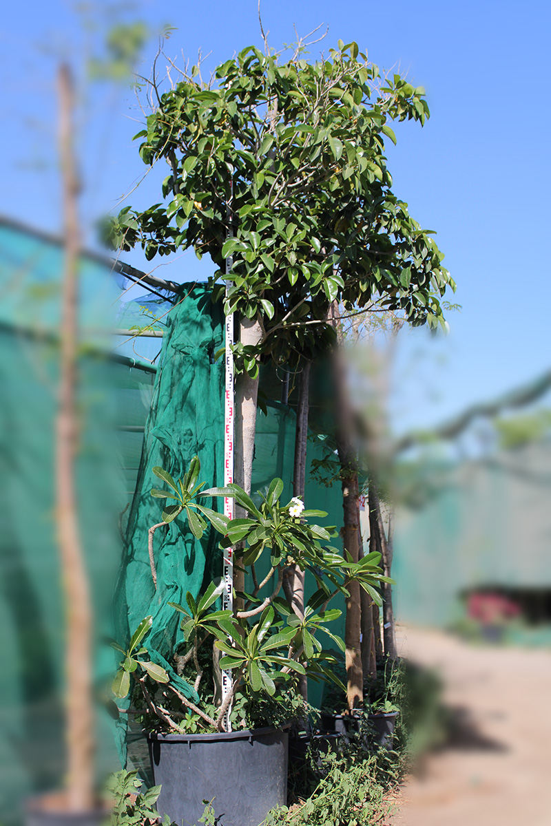 Ficus Altissima Tree, 3-4 buy ft tall