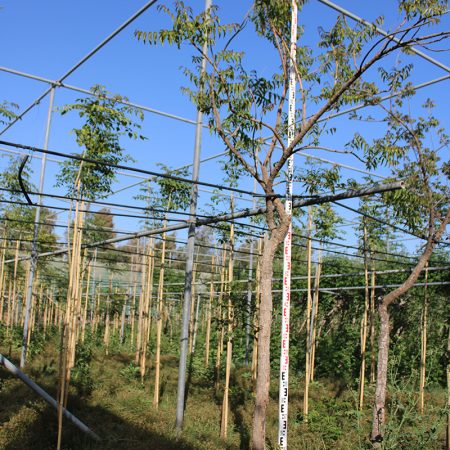 Melia Azadirachta (2.5m Ht, 1.5m C.S, 30-35mm¸)