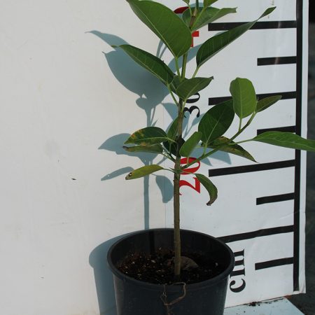 Ficus Altissima