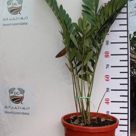 Zamia furfuracea