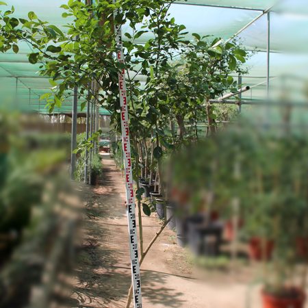 Citrus lemon "Eureka"