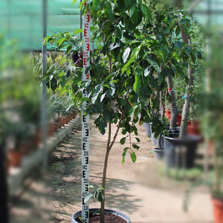 Citrus mandarin "Santara"