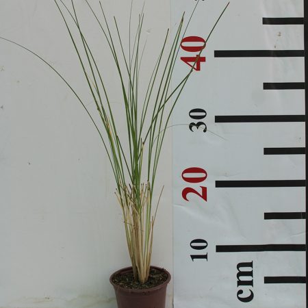 Muhlenbergia Cappilaris
