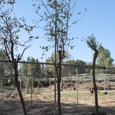 Ziziphus jujuba " Thailand "