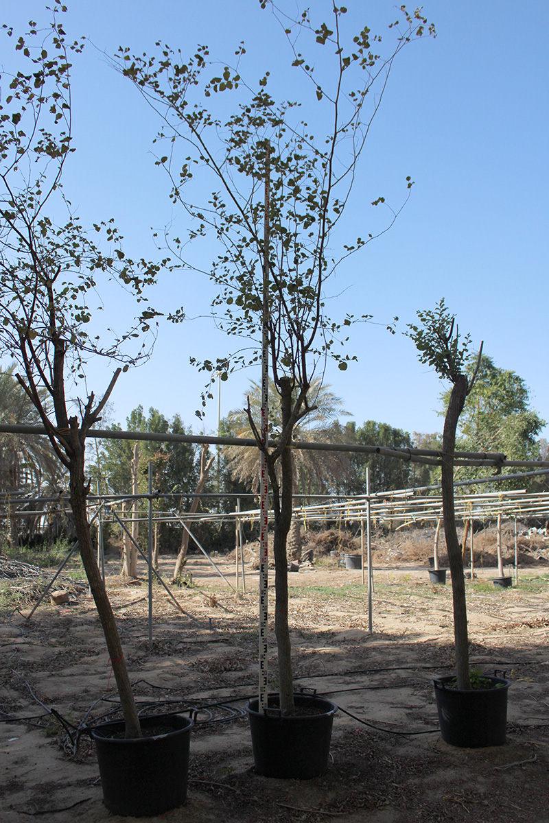 Ziziphus jujuba ” Thailand ” 3.0-3.5m Ht,2 m CT, 9-10cm Dia | Desert ...