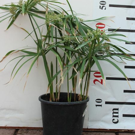 Cyperus Alternifolius