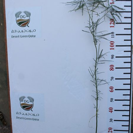 Parkinsonia Aculeata