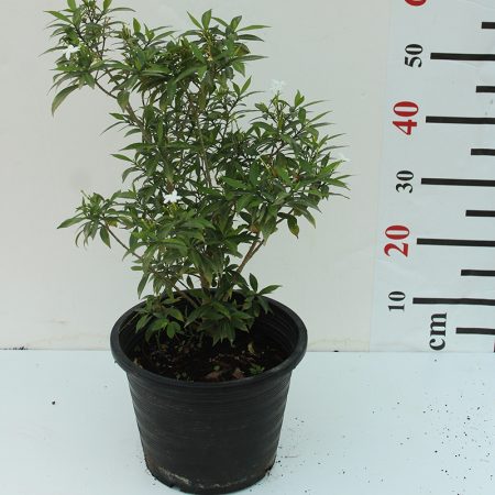 tabernaemontana chinensis 4pp